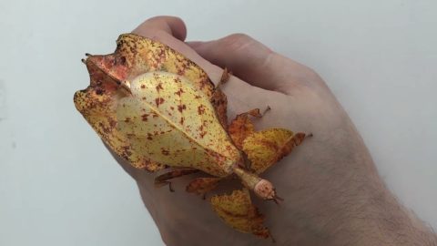 A Gorgeous Coat Of Leaves || ViralHog
