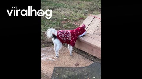 Jack Doesn't Like His New Sweater || ViralHog
