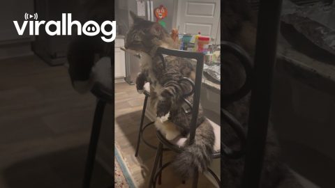 Chillin' Kitty Having A Lazy Day || ViralHog