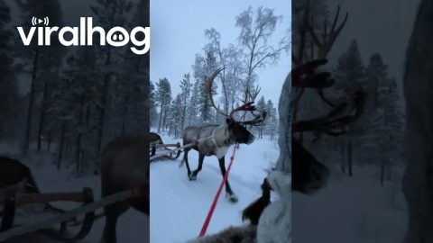 Reindeer Run Away While Towing Humans || ViralHog