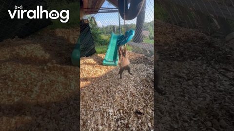 Rescued Raccoon Plays In Her Pen || ViralHog
