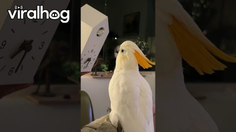 Topaz The Cockatoo Meets His Match || ViralHog