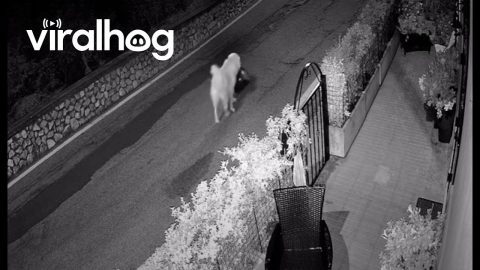 Security Cam: Dog Steals Trash Can || ViralHog