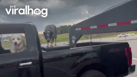 The Whole Farm Goes for a Road Trip || ViralHog