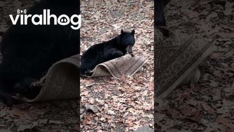 Black Bear Plays With Rug || ViralHog