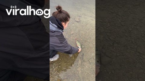 Released Bass Fish Scares Woman || ViralHog