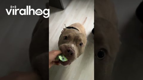 Dog Doesn't Behave Until Dad Is Called || ViralHog