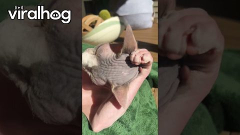 Sphynx Cat Basks In The Sunlight || ViralHog