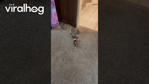 Beagle Puppy Tries to Play With Cat || ViralHog