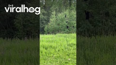 Claws and Effect: Bear Cubs Learn About Gravity || ViralHog
