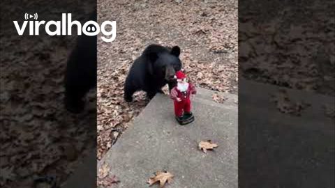 Bears Meet Dancing Santa || ViralHog
