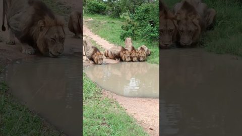 Family of Lions Drinking From a Puddle || ViralHog