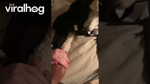 Playing A Hand And Paw Stacking Game || ViralHog