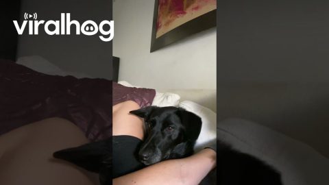 Dog's Wide Eyes Follow Bug || ViralHog
