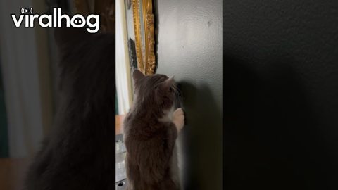 When Your Cat Was a Carpenter in a Past Life || ViralHog