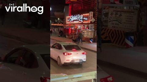 Shopping Cart Santa's Sleigh Is Pulled by Dogs || ViralHog