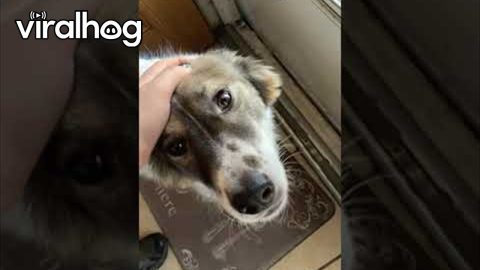 Mom Excited To See Missing Pup || ViralHog