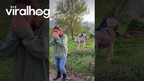 Playing Green Light Red Light With a Donkey || ViralHog