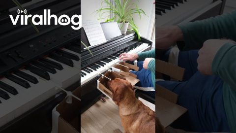 Dog Learns To Play Piano || ViralHog