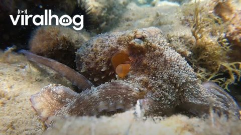 An Octopus Named Little Finger || ViralHog