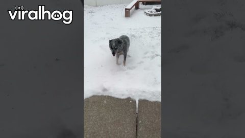 Heeler Bites At Blowing Snow || ViralHog