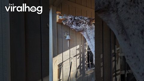 Horse Finds The Squirrel Feeder || ViralHog