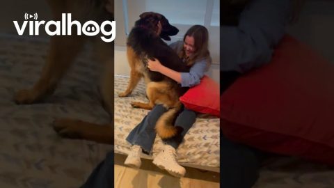 Dog Reunites With One Of His Favorite People || ViralHog