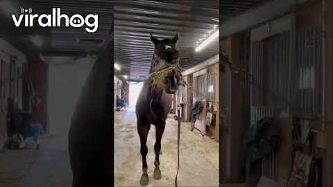 When You DIY a Way to Entertain Your Impatient Horse || ViralHog
