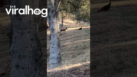 Playful Deer Chase Wild Turkey || ViralHog