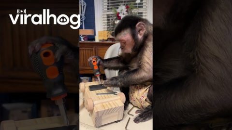 Capuchin Monkey Is Hard at Work || ViralHog