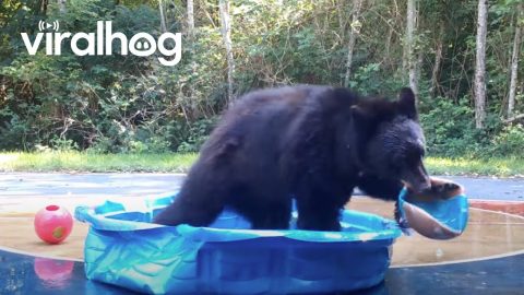 Bear Plays In The Pool || ViralHog