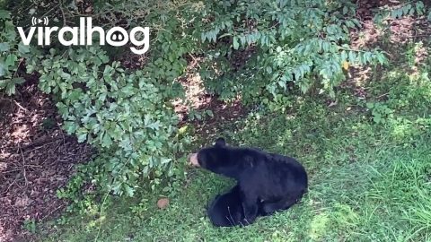 Bear Cubs Climb Fences to Nurse With Mom || ViralHog
