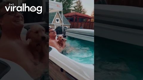 Brave Puppy Jumps Into Hot Tub || ViralHog