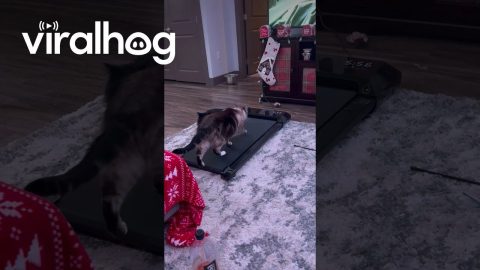 Cat Tries Treadmill || ViralHog