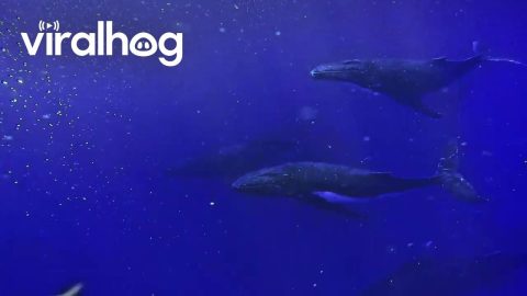 Swimming With Humpback Whales || ViralHog