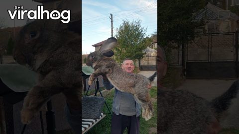 Man Holds Up Giant Rabbit || ViralHog