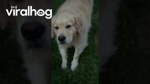 Golden Retriever Holds a Grudge || ViralHog