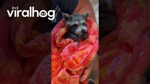 Kevin the Raccoon Loves Kisses || ViralHog