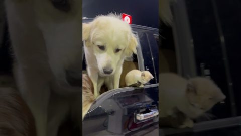 Pickup Packed Full of Pets || ViralHog