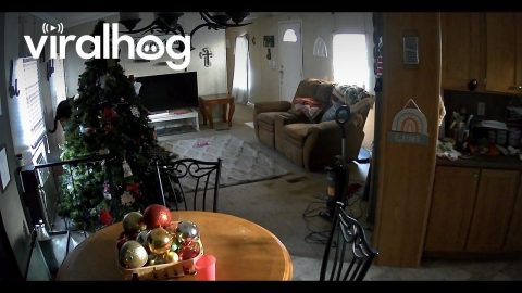 Cats Caught Red Handed in Christmas Tree || ViralHog