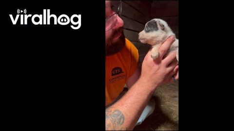Feisty 3-Week-Old Heeler Puppy Has a Lot to Say || ViralHog