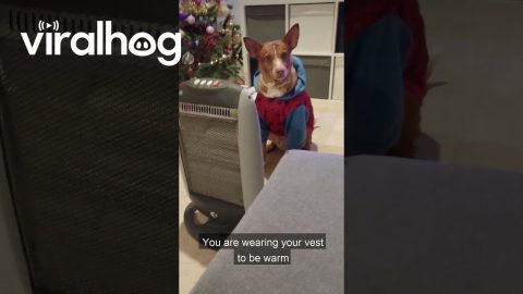 Dog Asks Owner to Turn the Heater On || ViralHog