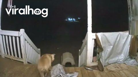 Dog Gets A Free Rollercoaster Ride Down The Stairs || ViralHog