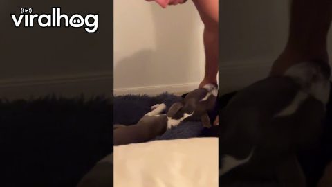Sleepy Dog Gets a Ride to the Bedroom || ViralHog