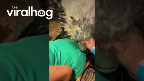 Carol Lets the Intrusive Thoughts Win || ViralHog