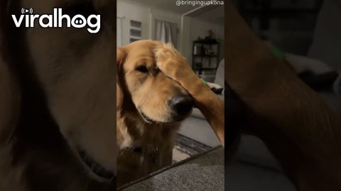 Golden Boops Whiny Brother || ViralHog