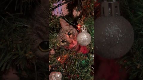 Cat Refuses to Leave Christmas Tree || ViralHog
