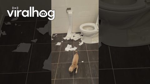 Clara Creates Her Own Confetti || ViralHog