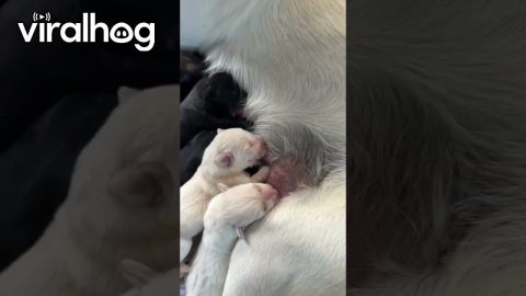 Puppies Under The Deck || ViralHog