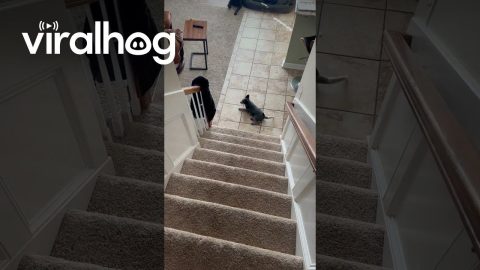 This Puppy Is Still Getting Used to Stairs || ViralHog